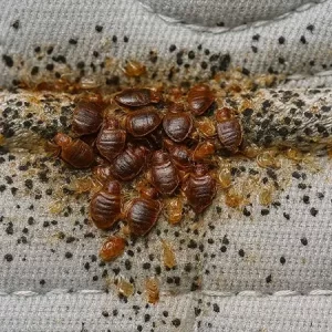 Bed Bugs