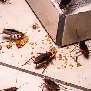 Cockroaches
